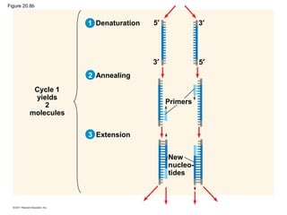 Denaturation
Annealing
Extension
Primers
New
nucleo-
tides
Cycle 1
yields
2
molecules
5′
5′
3′
3′
2
3
1
Figure 20.8b
 