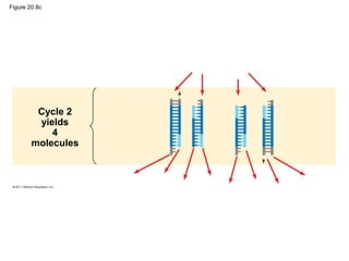 Figure 20.8c
Cycle 2
yields
4
molecules
 