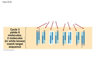 Figure 20.8d
Cycle 3
yields 8
molecules;
2 molecules
(in white boxes)
match target
sequence
 