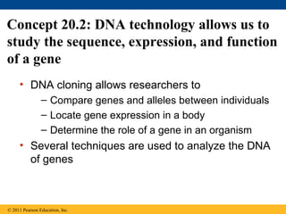 Concept 20.2: DNA technology allows us to
study the sequence, expression, and function
of a gene
• DNA cloning allows researchers to
– Compare genes and alleles between individuals
– Locate gene expression in a body
– Determine the role of a gene in an organism
• Several techniques are used to analyze the DNA
of genes
© 2011 Pearson Education, Inc.
 