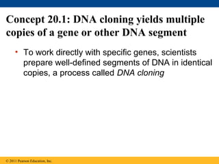 Concept 20.1: DNA cloning yields multiple
copies of a gene or other DNA segment
• To work directly with specific genes, scientists
prepare well-defined segments of DNA in identical
copies, a process called DNA cloning
© 2011 Pearson Education, Inc.
 