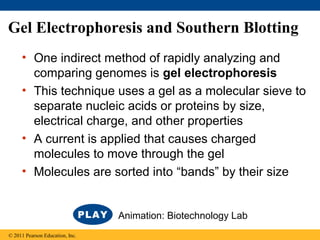 Gel Electrophoresis and Southern Blotting
• One indirect method of rapidly analyzing and
comparing genomes is gel electrophoresis
• This technique uses a gel as a molecular sieve to
separate nucleic acids or proteins by size,
electrical charge, and other properties
• A current is applied that causes charged
molecules to move through the gel
• Molecules are sorted into “bands” by their size
© 2011 Pearson Education, Inc.
Animation: Biotechnology Lab
 