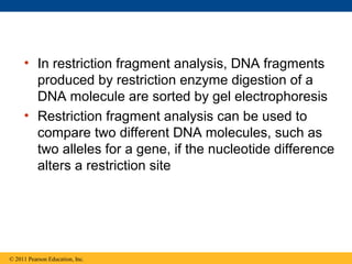• In restriction fragment analysis, DNA fragments
produced by restriction enzyme digestion of a
DNA molecule are sorted by gel electrophoresis
• Restriction fragment analysis can be used to
compare two different DNA molecules, such as
two alleles for a gene, if the nucleotide difference
alters a restriction site
© 2011 Pearson Education, Inc.
 