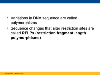 • Variations in DNA sequence are called
polymorphisms
• Sequence changes that alter restriction sites are
called RFLPs (restriction fragment length
polymorphisms)
© 2011 Pearson Education, Inc.
 