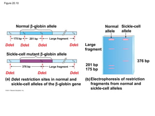 Figure 20.10
Normal β-globin allele
Sickle-cell mutant β-globin allele
Large
fragment
Normal
allele
Sickle-cell
allele
201 bp
175 bp
376 bp
(a) DdeI restriction sites in normal and
sickle-cell alleles of the β-globin gene
(b)Electrophoresis of restriction
fragments from normal and
sickle-cell alleles
201 bp175 bp
376 bp
Large fragment
Large fragment
DdeI DdeI DdeI DdeI
DdeI DdeI DdeI
 