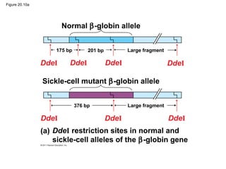 Figure 20.10a
Normal β-globin allele
Sickle-cell mutant β-globin allele
(a) DdeI restriction sites in normal and
sickle-cell alleles of the β-globin gene
201 bp175 bp
376 bp
Large fragment
Large fragment
DdeI DdeI DdeI DdeI
DdeI DdeI DdeI
 