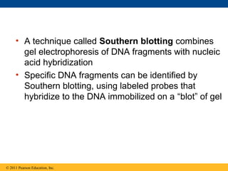 • A technique called Southern blotting combines
gel electrophoresis of DNA fragments with nucleic
acid hybridization
• Specific DNA fragments can be identified by
Southern blotting, using labeled probes that
hybridize to the DNA immobilized on a “blot” of gel
© 2011 Pearson Education, Inc.
 