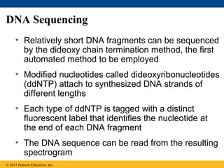DNA Sequencing
• Relatively short DNA fragments can be sequenced
by the dideoxy chain termination method, the first
automated method to be employed
• Modified nucleotides called dideoxyribonucleotides
(ddNTP) attach to synthesized DNA strands of
different lengths
• Each type of ddNTP is tagged with a distinct
fluorescent label that identifies the nucleotide at
the end of each DNA fragment
• The DNA sequence can be read from the resulting
spectrogram
© 2011 Pearson Education, Inc.
 