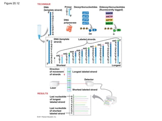 Figure 20.12
DNA
(template strand)
TECHNIQUE
5′
3′
C
C
C
C
T
T
T
G
G
A
A
A
A
G
T
T
T
DNA
polymerase
Primer
5′
3′
P P P
OH
G
dATP
dCTP
dTTP
dGTP
Deoxyribonucleotides Dideoxyribonucleotides
(fluorescently tagged)
P P P
H
G
ddATP
ddCTP
ddTTP
ddGTP
5′
3′
C
C
C
C
T
T
T
G
G
A
A
A
A
DNA (template
strand)
Labeled strands
Shortest Longest
5′
3′
ddC
ddG
ddA
ddA
ddA
ddG
ddG
ddT
ddC
G
T
T
T
G
T
T
T
C
G
T
T
T
C
T T
G
G
T
T
T
C
T
G
A
G
T
T
T
C
T
G
A
A
G
T
T
T
C
T
G
A
A
G
G
T
T
T
C
T
G
A
A
G
T
G
T
T
T
C
T
G
A
A
G
T
C
G
T
T
T
C
T
G
A
A
G
T
C
A
Direction
of movement
of strands
Longest labeled strand
Detector
Laser
Shortest labeled strand
RESULTS
Last nucleotide
of longest
labeled strand
Last nucleotide
of shortest
labeled strand
G
G
G
A
A
A
C
C
T
 