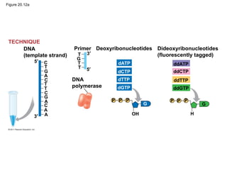 Figure 20.12a
DNA
(template strand)
TECHNIQUE
Primer Deoxyribonucleotides Dideoxyribonucleotides
(fluorescently tagged)
DNA
polymerase
5′
5′
3′
3′
OH H
GG
dATP
dCTP
dTTP
dGTP
P P P P P P
ddATP
ddCTP
ddTTP
ddGTP
T
T
T
G
G
G
C
C
C
C
T
T
T
A
A
A
A
 