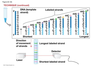 Figure 20.12b
DNA (template
strand)
Labeled strands
Shortest Longest
Direction
of movement
of strands
Longest labeled strand
Detector
Laser
Shortest labeled strand
TECHNIQUE (continued)
5′
3′
G
G
C
C
C
C
T
T
T
A
A
A
A
T
T
T
G
ddC
ddC
ddG
ddG
ddG
ddA
ddA
ddA
ddT
3′
5′
T
T
T
G
C
T
T
T
G
C
G
T
T
T
G
C
G
A
T
T
T
G
C
G
A
A
T
T
T
G
C
G
A
A
G
T
T
T
C
G
A
A
G
T
T
T
T
C
G
A
A
G
T
C
A
T
T
T
C
G
A
A
G
T
C
G G G
 