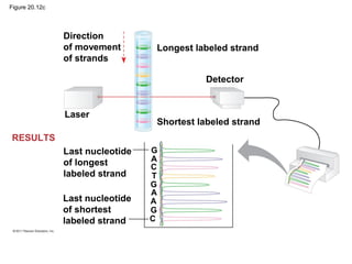 Figure 20.12c
RESULTS
Last nucleotide
of longest
labeled strand
Last nucleotide
of shortest
labeled strand
G
G
G
A
A
A
C
C
T
Direction
of movement
of strands
Longest labeled strand
Detector
Laser
Shortest labeled strand
 
