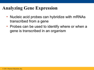 Analyzing Gene Expression
• Nucleic acid probes can hybridize with mRNAs
transcribed from a gene
• Probes can be used to identify where or when a
gene is transcribed in an organism
© 2011 Pearson Education, Inc.
 