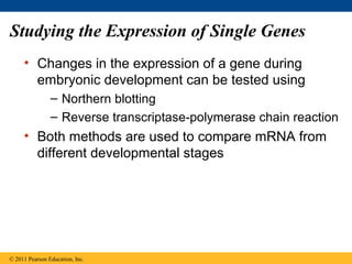 Studying the Expression of Single Genes
• Changes in the expression of a gene during
embryonic development can be tested using
– Northern blotting
– Reverse transcriptase-polymerase chain reaction
• Both methods are used to compare mRNA from
different developmental stages
© 2011 Pearson Education, Inc.
 