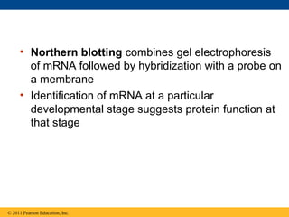 • Northern blotting combines gel electrophoresis
of mRNA followed by hybridization with a probe on
a membrane
• Identification of mRNA at a particular
developmental stage suggests protein function at
that stage
© 2011 Pearson Education, Inc.
 