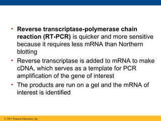 • Reverse transcriptase-polymerase chain
reaction (RT-PCR) is quicker and more sensitive
because it requires less mRNA than Northern
blotting
• Reverse transcriptase is added to mRNA to make
cDNA, which serves as a template for PCR
amplification of the gene of interest
• The products are run on a gel and the mRNA of
interest is identified
© 2011 Pearson Education, Inc.
 