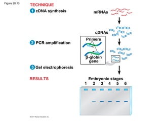 Figure 20.13
cDNA synthesis
PCR amplification
Gel electrophoresis
mRNAs
cDNAs
Primers
β-globin
gene
Embryonic stages
1 2 3 4 5 6
2
3
1
RESULTS
TECHNIQUE
 