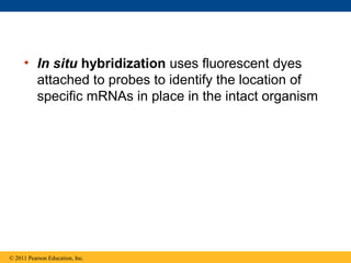 • In situ hybridization uses fluorescent dyes
attached to probes to identify the location of
specific mRNAs in place in the intact organism
© 2011 Pearson Education, Inc.
 