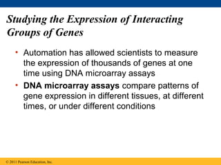 Studying the Expression of Interacting
Groups of Genes
• Automation has allowed scientists to measure
the expression of thousands of genes at one
time using DNA microarray assays
• DNA microarray assays compare patterns of
gene expression in different tissues, at different
times, or under different conditions
© 2011 Pearson Education, Inc.
 