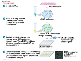 Isolate mRNA.
2
1
3
4
TECHNIQUE
Make cDNA by reverse
transcription, using
fluorescently labeled
nucleotides.
Apply the cDNA mixture to a
microarray, a different gene
in each spot. The cDNA hybridizes
with any complementary DNA on
the microarray.
Rinse off excess cDNA; scan microarray
for fluorescence. Each fluorescent spot
(yellow) represents a gene expressed
in the tissue sample.
Tissue sample
mRNA molecules
Labeled cDNA molecules
(single strands)
DNA fragments
representing a
specific gene
DNA microarray
DNA microarray
with 2,400
human genes
Figure 20.15
 