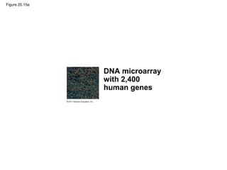 Figure 20.15a
DNA microarray
with 2,400
human genes
 