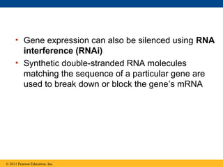 • Gene expression can also be silenced using RNA
interference (RNAi)
• Synthetic double-stranded RNA molecules
matching the sequence of a particular gene are
used to break down or block the gene’s mRNA
© 2011 Pearson Education, Inc.
 