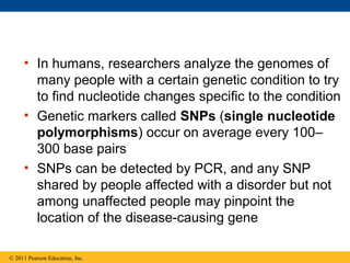 • In humans, researchers analyze the genomes of
many people with a certain genetic condition to try
to find nucleotide changes specific to the condition
• Genetic markers called SNPs (single nucleotide
polymorphisms) occur on average every 100–
300 base pairs
• SNPs can be detected by PCR, and any SNP
shared by people affected with a disorder but not
among unaffected people may pinpoint the
location of the disease-causing gene
© 2011 Pearson Education, Inc.
 