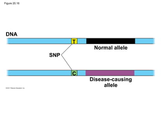 Figure 20.16
DNA
SNP
Normal allele
Disease-causing
allele
T
C
 