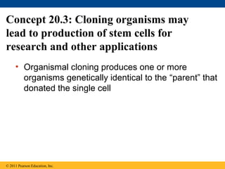 • Organismal cloning produces one or more
organisms genetically identical to the “parent” that
donated the single cell
Concept 20.3: Cloning organisms may
lead to production of stem cells for
research and other applications
© 2011 Pearson Education, Inc.
 