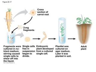 Figure 20.17
Cross
section of
carrot root
2-mg
fragments
Fragments were
cultured in nu-
trient medium;
stirring caused
single cells to
shear off into
the liquid.
Single cells
free in
suspension
began to
divide.
Embryonic
plant developed
from a cultured
single cell.
Plantlet was
cultured on
agar medium.
Later it was
planted in soil.
Adult
plant
 