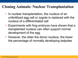 Cloning Animals: Nuclear Transplantation
• In nuclear transplantation, the nucleus of an
unfertilized egg cell or zygote is replaced with the
nucleus of a differentiated cell
• Experiments with frog embryos have shown that a
transplanted nucleus can often support normal
development of the egg
• However, the older the donor nucleus, the lower
the percentage of normally developing tadpoles
© 2011 Pearson Education, Inc.
 