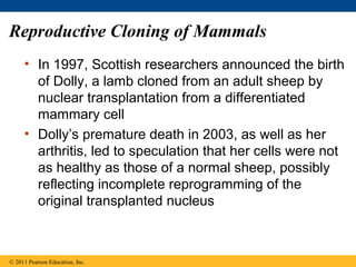 Reproductive Cloning of Mammals
• In 1997, Scottish researchers announced the birth
of Dolly, a lamb cloned from an adult sheep by
nuclear transplantation from a differentiated
mammary cell
• Dolly’s premature death in 2003, as well as her
arthritis, led to speculation that her cells were not
as healthy as those of a normal sheep, possibly
reflecting incomplete reprogramming of the
original transplanted nucleus
© 2011 Pearson Education, Inc.
 