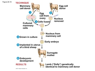 Figure 20.19
Mammary
cell donor
21
3
4
5
6
TECHNIQUE
RESULTS
Cultured
mammary
cells
Egg
cell from
ovary
Egg cell
donor
Nucleus
removedCells fused
Grown in culture
Implanted in uterus
of a third sheep
Embryonic
development
Nucleus from
mammary cell
Early embryo
Surrogate
mother
Lamb (“Dolly”) genetically
identical to mammary cell donor
 