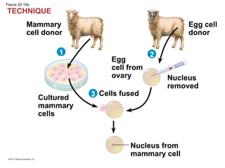 Figure 20.19a
Mammary
cell donor
21
3
TECHNIQUE
Cultured
mammary
cells
Egg
cell from
ovary
Egg cell
donor
Nucleus
removed
Cells fused
Nucleus from
mammary cell
 
