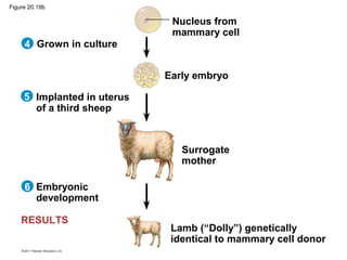 4
5
6
RESULTS
Grown in culture
Implanted in uterus
of a third sheep
Embryonic
development
Nucleus from
mammary cell
Early embryo
Surrogate
mother
Lamb (“Dolly”) genetically
identical to mammary cell donor
Figure 20.19b
 