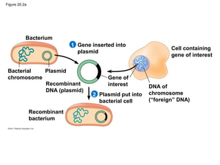 Figure 20.2a
Bacterium
Bacterial
chromosome
Plasmid
2
1 Gene inserted into
plasmid
Cell containing
gene of interest
Recombinant
DNA (plasmid)
Gene of
interest
Plasmid put into
bacterial cell
DNA of
chromosome
(“foreign” DNA)
Recombinant
bacterium
 
