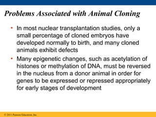 Problems Associated with Animal Cloning
• In most nuclear transplantation studies, only a
small percentage of cloned embryos have
developed normally to birth, and many cloned
animals exhibit defects
• Many epigenetic changes, such as acetylation of
histones or methylation of DNA, must be reversed
in the nucleus from a donor animal in order for
genes to be expressed or repressed appropriately
for early stages of development
© 2011 Pearson Education, Inc.
 