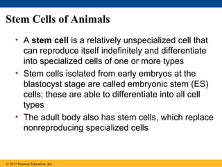 Stem Cells of Animals
• A stem cell is a relatively unspecialized cell that
can reproduce itself indefinitely and differentiate
into specialized cells of one or more types
• Stem cells isolated from early embryos at the
blastocyst stage are called embryonic stem (ES)
cells; these are able to differentiate into all cell
types
• The adult body also has stem cells, which replace
nonreproducing specialized cells
© 2011 Pearson Education, Inc.
 