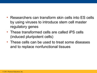 • Researchers can transform skin cells into ES cells
by using viruses to introduce stem cell master
regulatory genes
• These transformed cells are called iPS cells
(induced pluripotent cells)
• These cells can be used to treat some diseases
and to replace nonfunctional tissues
© 2011 Pearson Education, Inc.
 