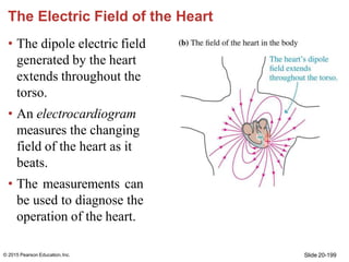 The Electric Field of the Heart
• The dipole electric field
generated by the heart
extends throughout the
torso.
• An elec...