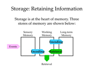 Storage: Retaining Information
    Storage is at the heart of memory. Three
      stores of memory are shown below:

     ...