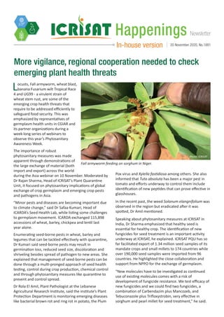 NewsletterHappenings
In-house version 20 November 2020, No.1881
More vigilance, regional cooperation needed to check
emerging plant health threats
Locusts, Fall armyworm, wheat blast,
banana Fusarium wilt Tropical Race
4 and UG99 - a virulent strain of
wheat stem rust, are some of the
emerging crop health threats that
require to be addressed efficiently to
safeguard food security. This was
emphasized by representatives of
germplasm health units in CGIAR and
its partner organizations during a
week-long series of webinars to
observe this year’s Phytosanitary
Awareness Week.
The importance of robust
phytosanitary measures was made
apparent through demonstrations of
the large exchange of material (both
import and export) across the world
during the Asia webinar on 10 November. Moderated by
Dr Rajan Sharma, Head of ICRISAT’s Plant Quarantine
Unit, it focused on phytosanitary implications of global
exchange of crop germplasm and emerging crop pests
and pathogens in Asia.
“Minor pests and diseases are becoming important due
to climate change,” said Dr Safaa Kumari, Head of
ICARDA’s Seed Health Lab, while listing some challenges
to germplasm movement. ICARDA exchanged 115,898
accessions of wheat, barley, chickpea and lentil last
year alone.
Enumerating seed-borne pests in wheat, barley and
legumes that can be tackled effectively with quarantine,
Dr Kumari said seed-borne pests may result in
germination loss, reduced seed size, discoloration and
shriveling besides spread of pathogen to new areas. She
explained that management of seed-borne pests can be
done through a multi-pronged approach of seed health
testing, control during crop production, chemical control
and through phytosanitary measures like quarantine to
prevent and control spread.
Dr Rola El Amil, Plant Pathologist at the Lebanese
Agricultural Research Institute, said the institute’s Plant
Protection Department is monitoring emerging diseases
like bacterial brown rot and ring rot in potato, the Plum
Pox virus and Xylella fastidiosa among others. She also
informed that Tuta absoluta has been a major pest in
tomato and efforts underway to control them include
identification of new peptides that can prove effective in
glasshouses.
In the recent past, the weed Solanum elangnifolium was
observed in the region but eradicated after it was
spotted, Dr Amil mentioned.
Speaking about phytosanitary measures at ICRISAT in
India, Dr Sharma emphasized that healthy seed is
essential for healthy crop. The identification of new
fungicides for seed treatment is an important activity
underway at ICRISAT, he explained. ICRISAT PQU has so
far facilitated export of 1.34 million seed samples of its
mandate crops and small millets to 174 countries while
over 190,000 seed samples were imported from 96
countries. He highlighted the close collaboration and
support from NPPO for the exchange of germplasm.
“New molecules have to be investigated as continued
use of existing molecules comes with a risk of
development of fungicide resistance. We test efficacy of
new fungicides and we could find two fungicides, a
combination of Carbendazim plus Mancozeb, and
Tebuconazole plus Trifloxystrobin, very effective in
sorghum and pearl millet for seed treatment,” he said.
Fall armyworm feeding on sorghum in Niger.
Photo: ICRISAT
 