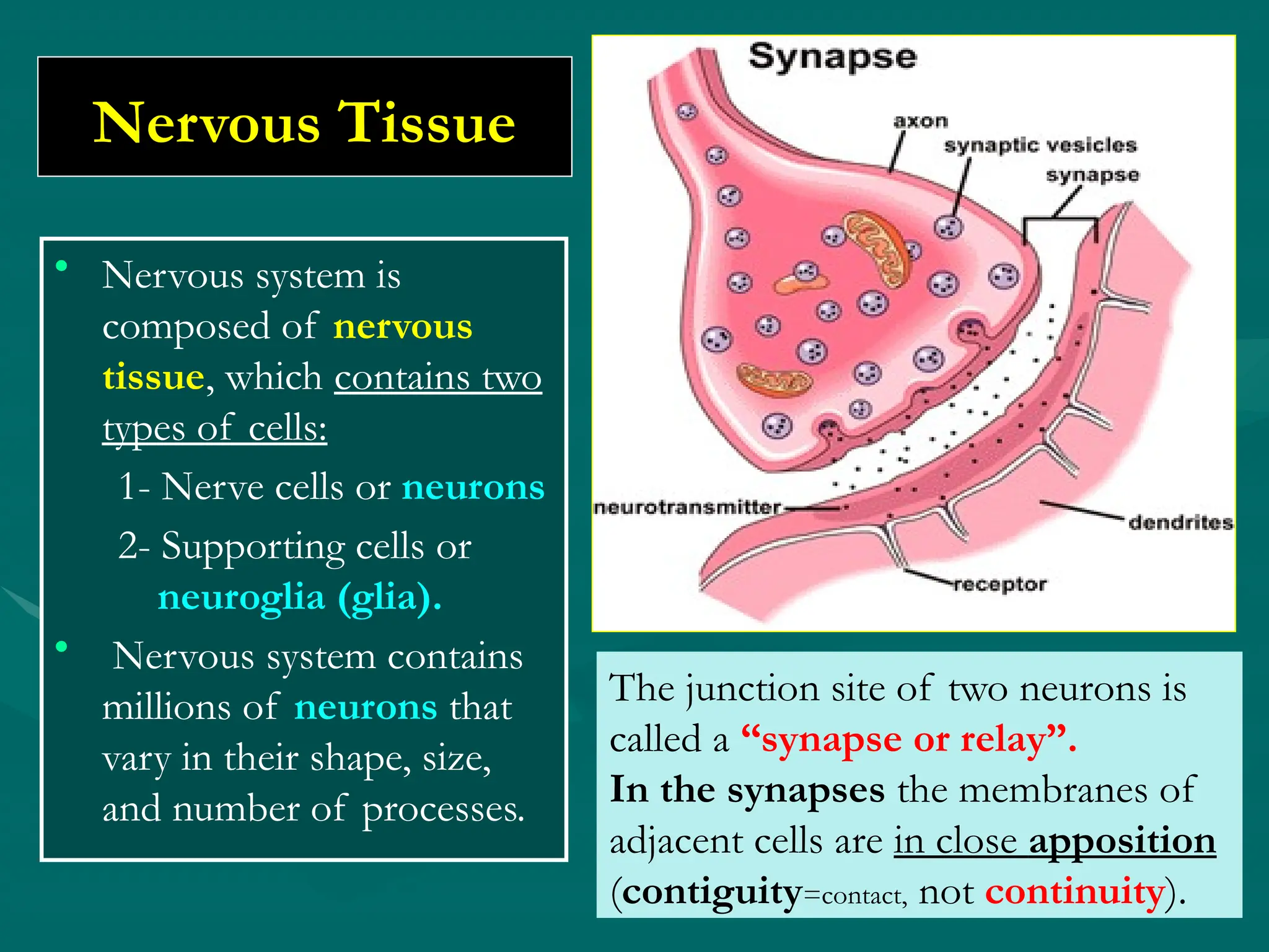 Nervous Tissue
• Nervous system is
composed of nervous
tissue, which contains two
types of cells:
1- Nerve cells or neurons
2- Supporting cells or
neuroglia (glia).
• Nervous system contains
millions of neurons that
vary in their shape, size,
and number of processes.
The junction site of two neurons is
called a “synapse or relay”.
In the synapses the membranes of
adjacent cells are in close apposition
(contiguity=contact, not continuity).
 
