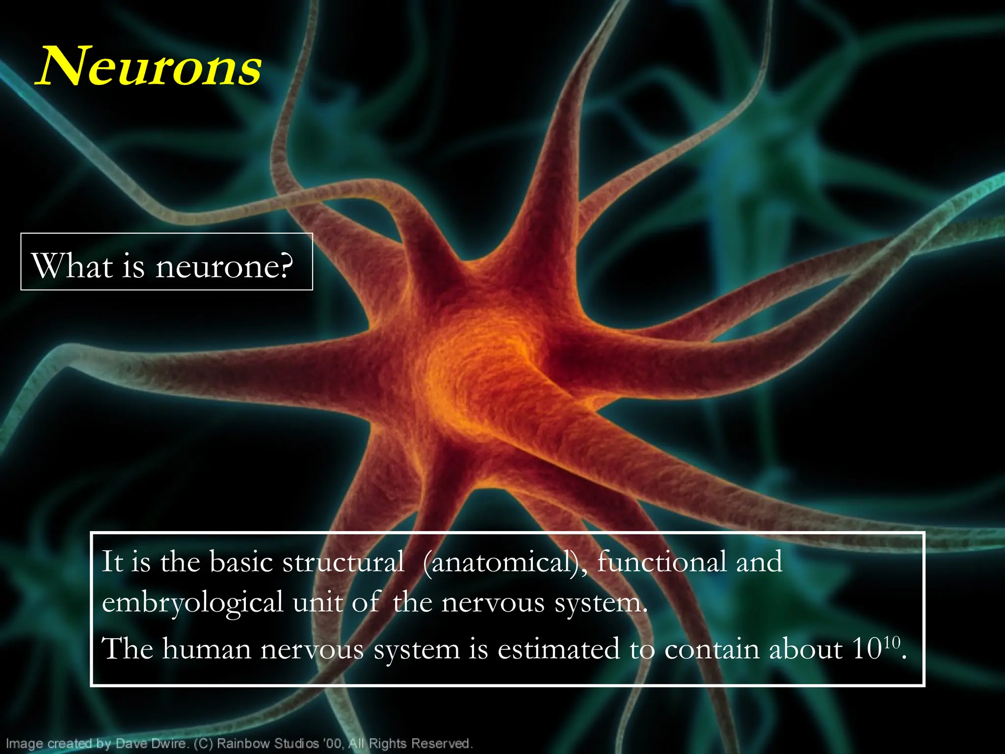 Prof. Saeed Makarem
It is the basic structural (anatomical), functional and
embryological unit of the nervous system.
The human nervous system is estimated to contain about 1010
.
Neurons
What is neurone?
 