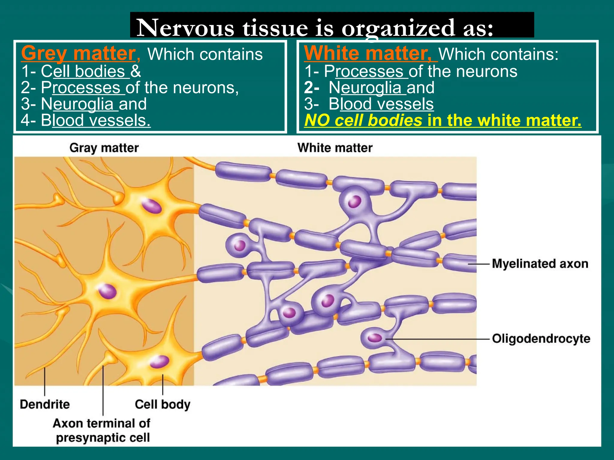 Nervous tissue is organized as:
Grey matter, Which contains
1- Cell bodies &
2- Processes of the neurons,
3- Neuroglia and
4- Blood vessels.
White matter, Which contains:
1- Processes of the neurons
2- Neuroglia and
3- Blood vessels
NO cell bodies in the white matter.
 