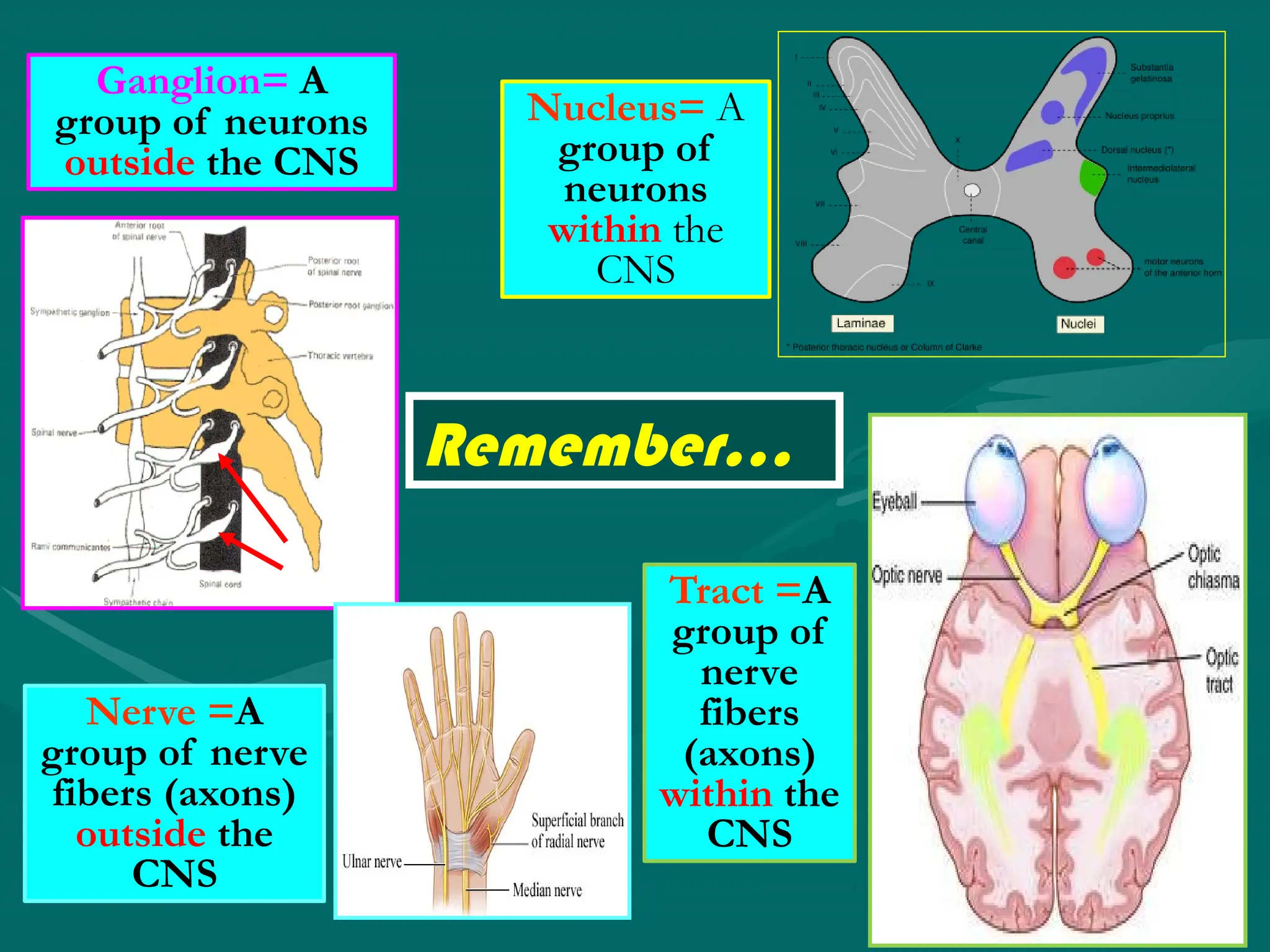 Nucleus= A
group of
neurons
within the
CNS
Ganglion= A
group of neurons
outside the CNS
Tract =A
group of
nerve
fibers
(axons)
within the
CNS
Nerve =A
group of nerve
fibers (axons)
outside the
CNS
Remember…
 