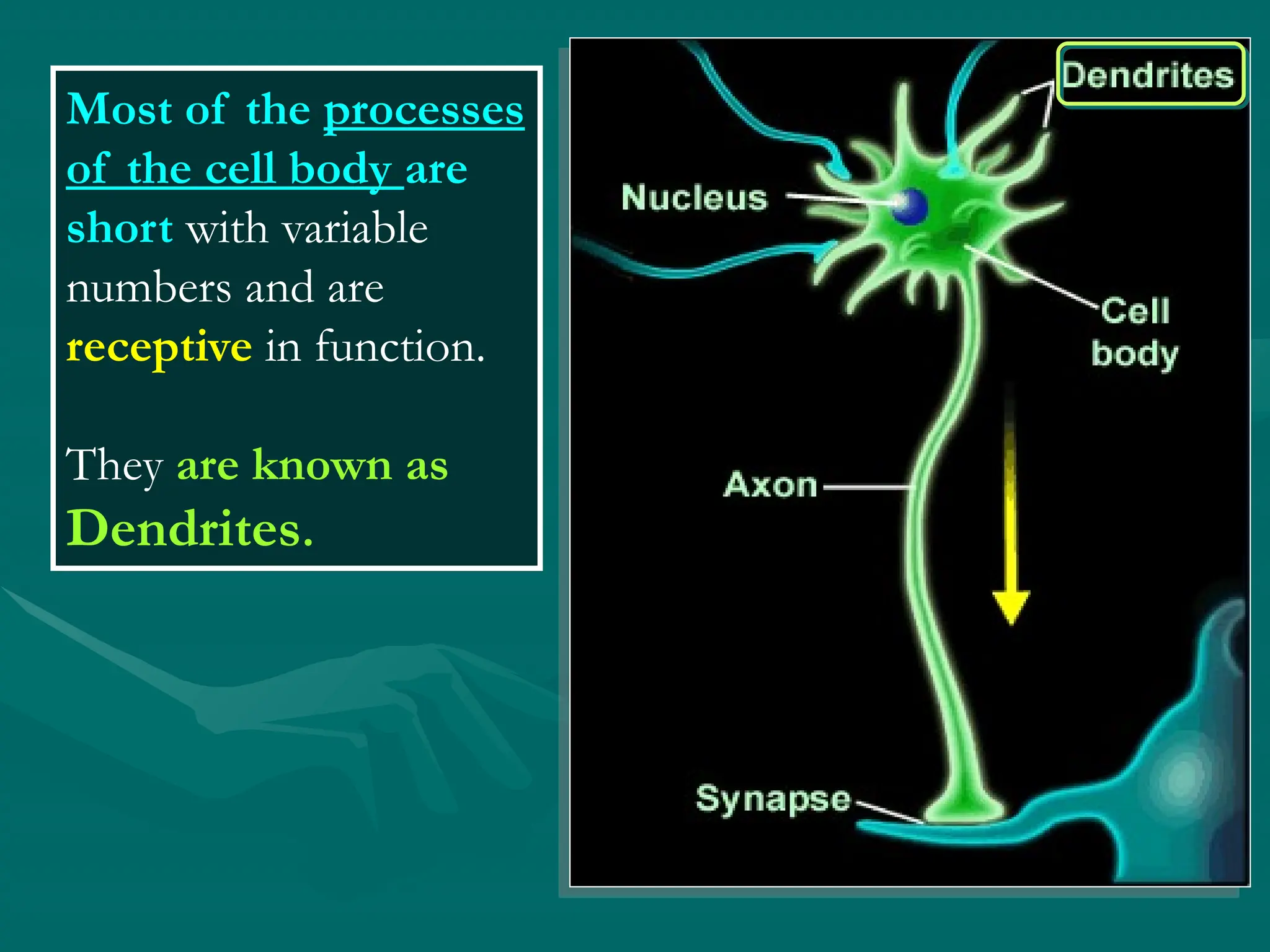 Most of the processes
of the cell body are
short with variable
numbers and are
receptive in function.
They are known as
Dendrites.
 