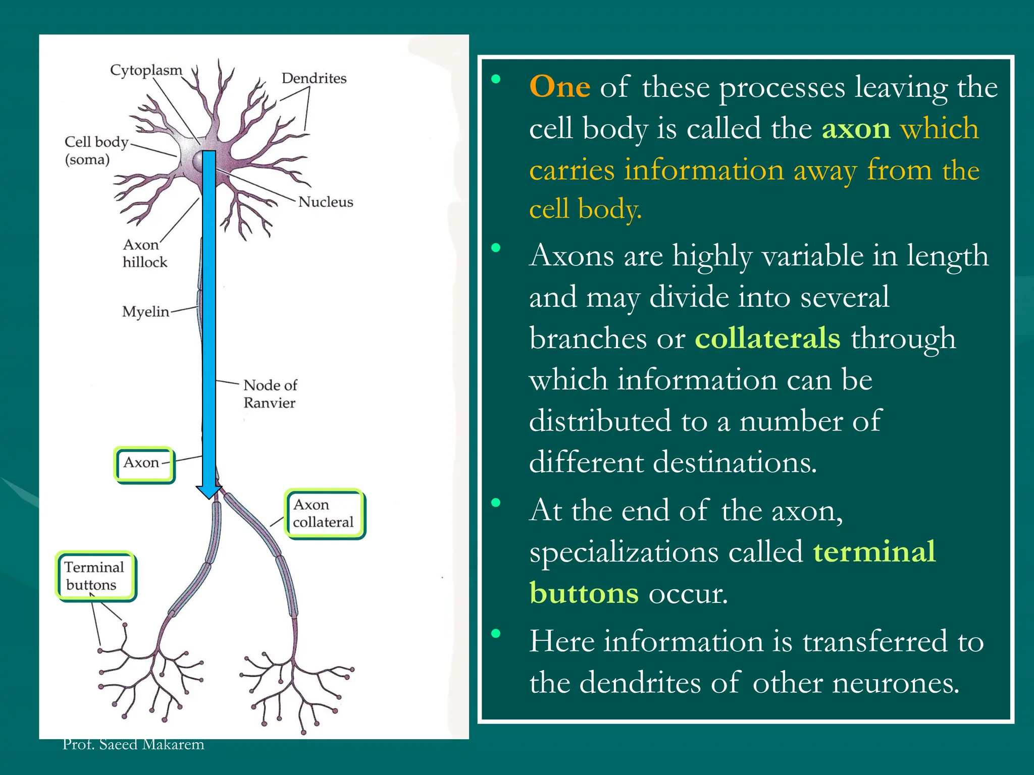 Prof. Saeed Makarem
• One of these processes leaving the
cell body is called the axon which
carries information away from the
cell body.
• Axons are highly variable in length
and may divide into several
branches or collaterals through
which information can be
distributed to a number of
different destinations.
• At the end of the axon,
specializations called terminal
buttons occur.
• Here information is transferred to
the dendrites of other neurones.
 