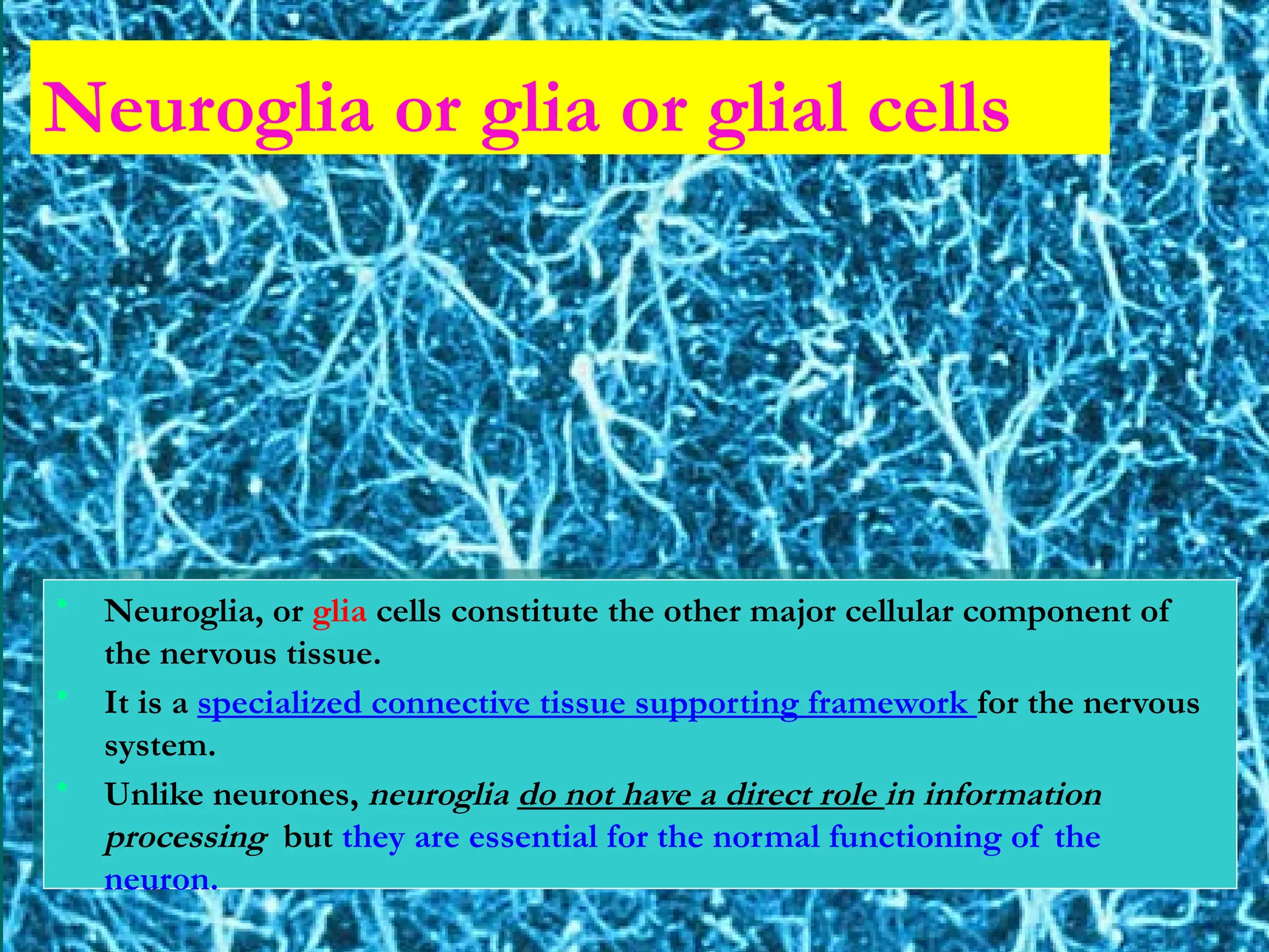 • Neuroglia, or glia cells constitute the other major cellular component of
the nervous tissue.
• It is a specialized connective tissue supporting framework for the nervous
system.
• Unlike neurones, neuroglia do not have a direct role in information
processing but they are essential for the normal functioning of the
neuron.
Neuroglia or glia or glial cells
 