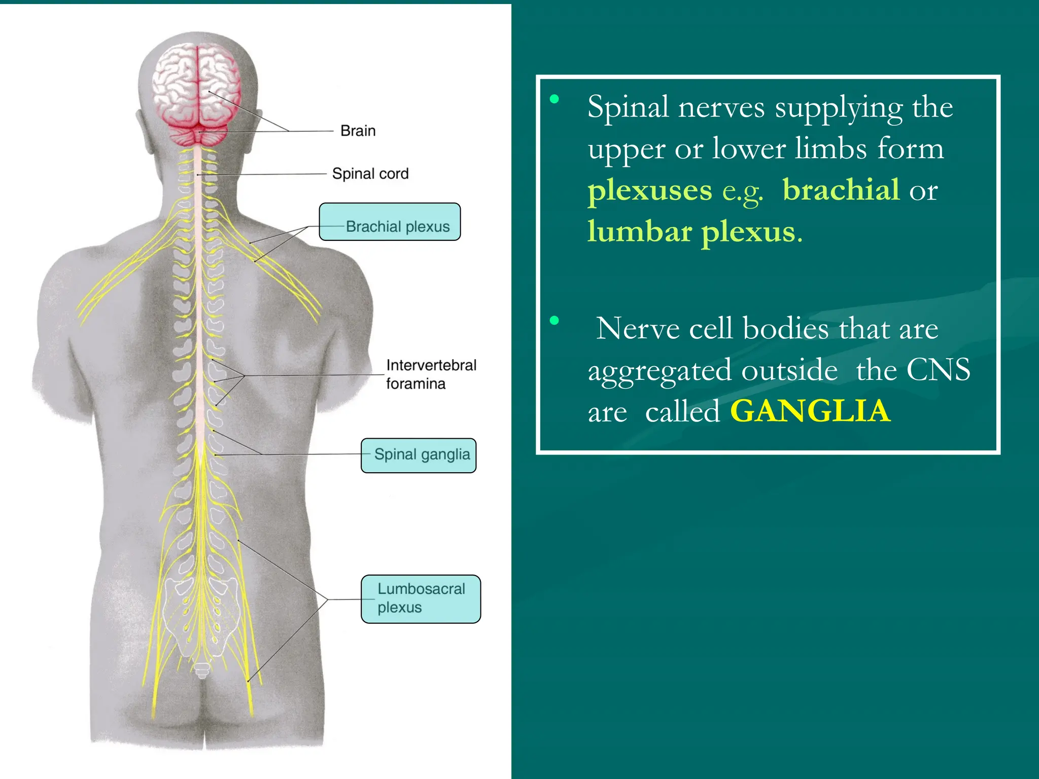 • Spinal nerves supplying the
upper or lower limbs form
plexuses e.g. brachial or
lumbar plexus.
• Nerve cell bodies that are
aggregated outside the CNS
are called GANGLIA
 